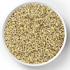 Avena pajarito